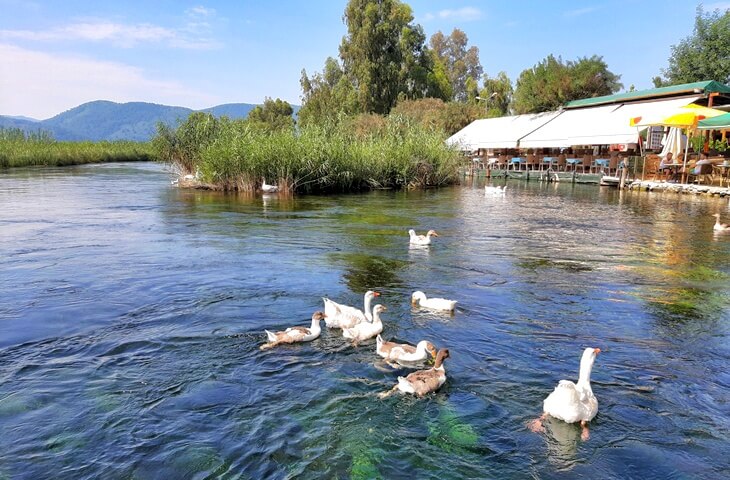 Akyaka Azmak Nehri’nde yüzen kazlar; arka planda sazlıklar, ağaçlar ve nehir kenarına kurulmuş bir restoran terası görülüyor.